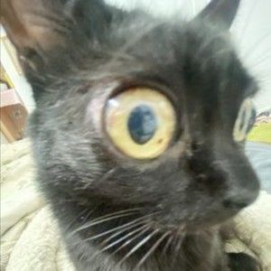 Meet your Posher, Isabella